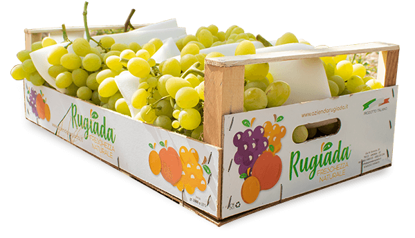 Cassa Di Uva Rugiada (1)