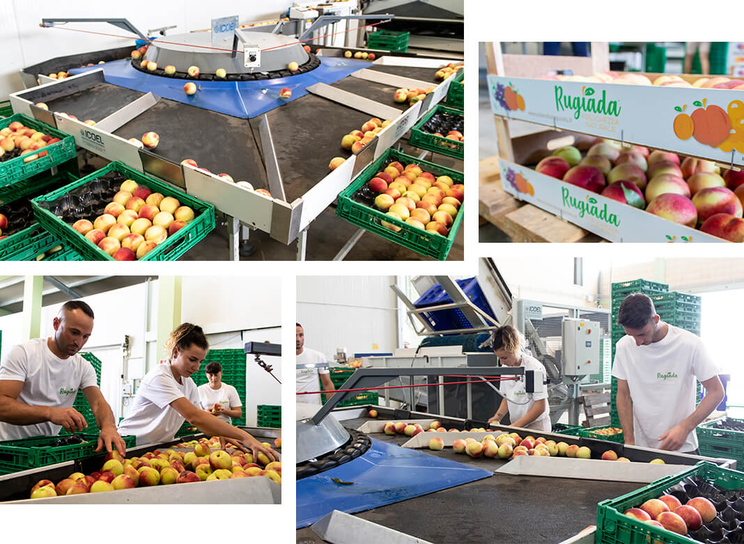 Collage Azienda Rugiada Pesche (1)